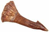 Bargain, Fossil Sawfish (Onchopristis) Rostral Barb - Composite #250909-1